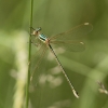 IMG_0494 Lestes barbarus